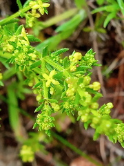 Galium gaudichaudii