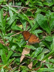 Junonia hedonia