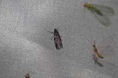 Acrobasis tricolorella