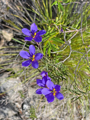 Cheiranthera alternifolia