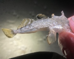 Leptocottus armatus