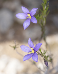 Cheiranthera alternifolia