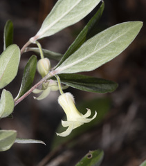 Billardiera sericophora
