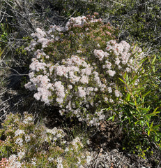 Calytrix tetragona