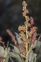 Atriplex cinerea