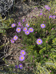 Olearia ciliata