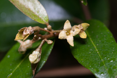 Elaeagnus triflora