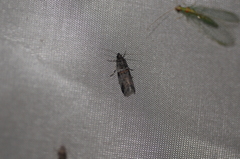 Acrobasis tricolorella