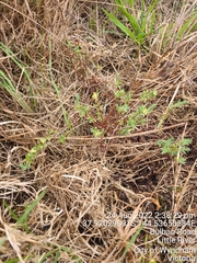 Pimelea spinescens spinescens