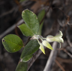 Billardiera sericophora