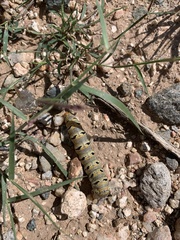 Euscirrhopterus gloveri