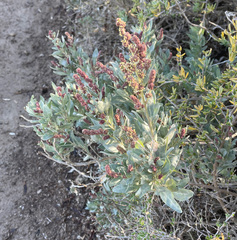 Atriplex cinerea