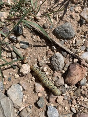 Euscirrhopterus gloveri