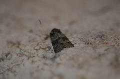 Lacinipolia