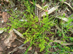 Galium gaudichaudii