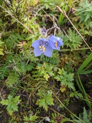 Polemonium acutiflorum