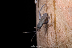 Notobitus meleagris