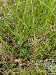 Pimelea spinescens spinescens