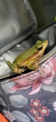 Litoria adelaidensis