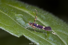 Eretmocera impactella