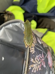 Litoria adelaidensis