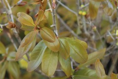 Ochna pulchra