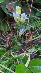 Gentiana affinis