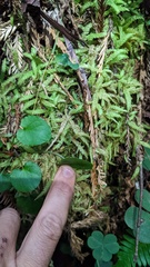 Plagiothecium undulatum