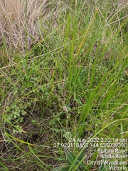 Pimelea spinescens spinescens
