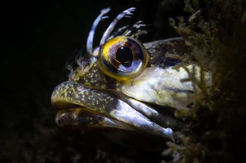 Onespot fringehead (Neoclinus uninotatus) — Chaenopsidae — 5