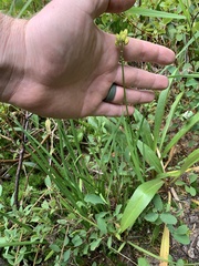 Triantha occidentalis