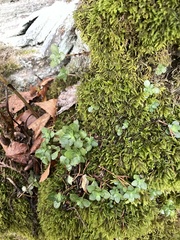 Pseudanomodon attenuatus