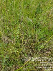 Pimelea spinescens spinescens
