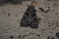 Acronicta marmorata