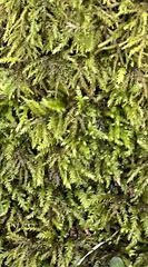 Pseudanomodon attenuatus