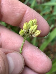 Triantha occidentalis