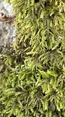 Pseudanomodon attenuatus