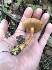 Chalciporus