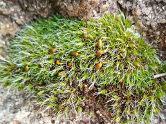 Grimmia pulvinata