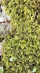 Pseudanomodon attenuatus