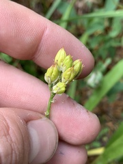 Triantha occidentalis