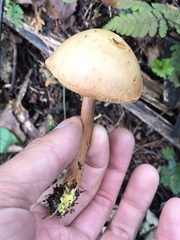 Chalciporus