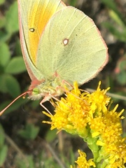 Colias christina