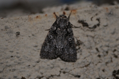 Acronicta marmorata