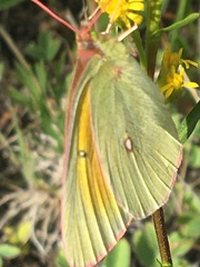 Colias christina