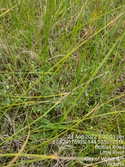Pimelea spinescens spinescens