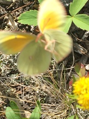 Colias christina