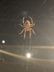 Neoscona arabesca