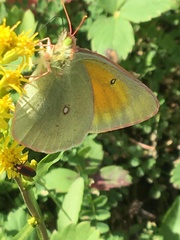 Colias christina