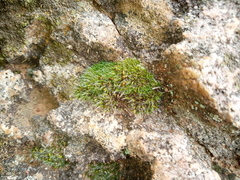 Grimmia pulvinata